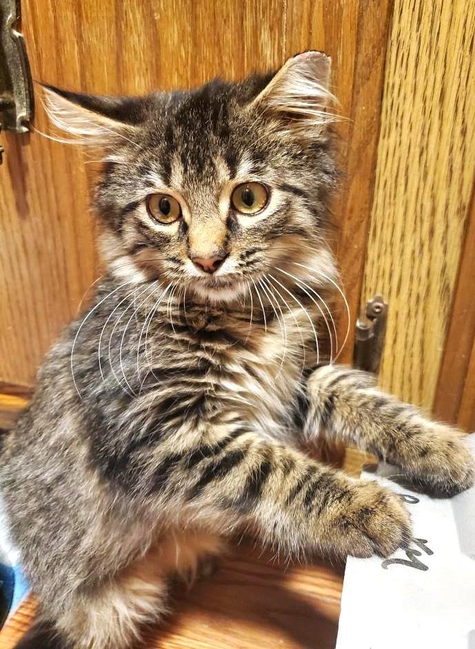 Joey (Maine Coon X), a Adoptable mixed breed in Ypsilanti, MI image 4/6