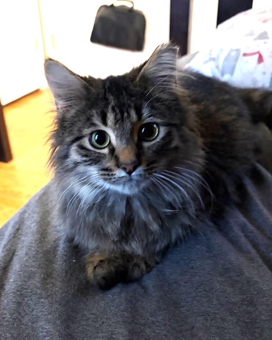 Enlarge Joey    (Maine Coon X), a Adoptable mixed breed in Ypsilanti, MI image 1/6