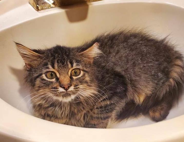 Joey    (Maine Coon X)