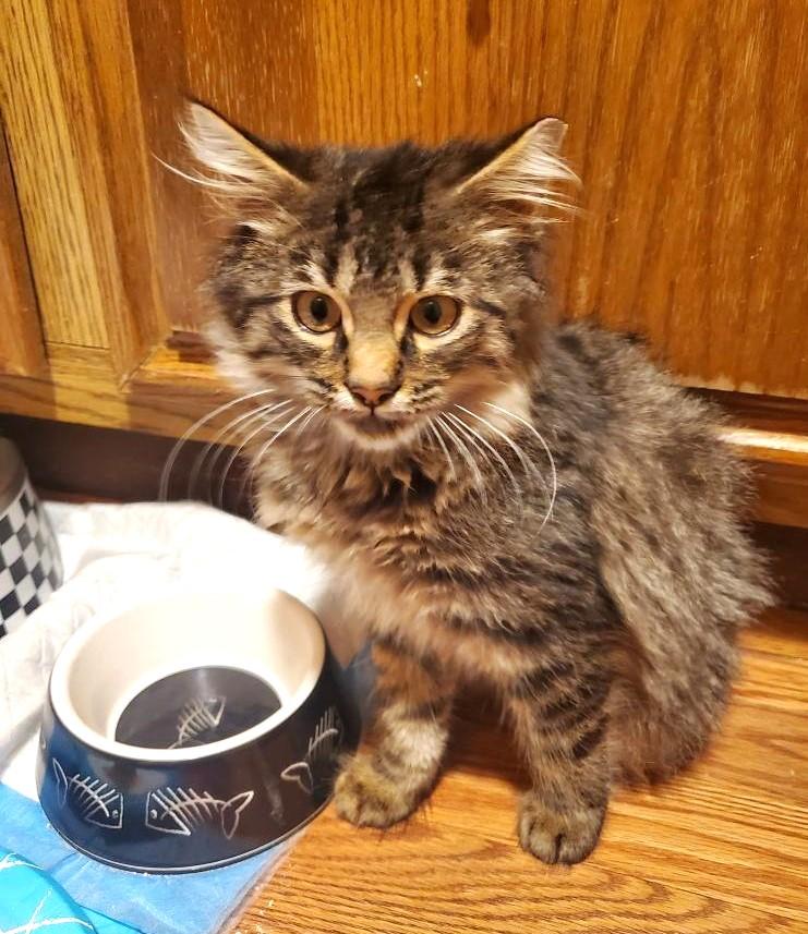 Joey    (Maine Coon X)