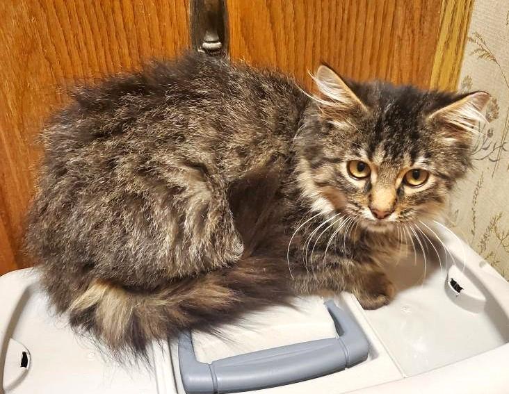 Joey    (Maine Coon X)