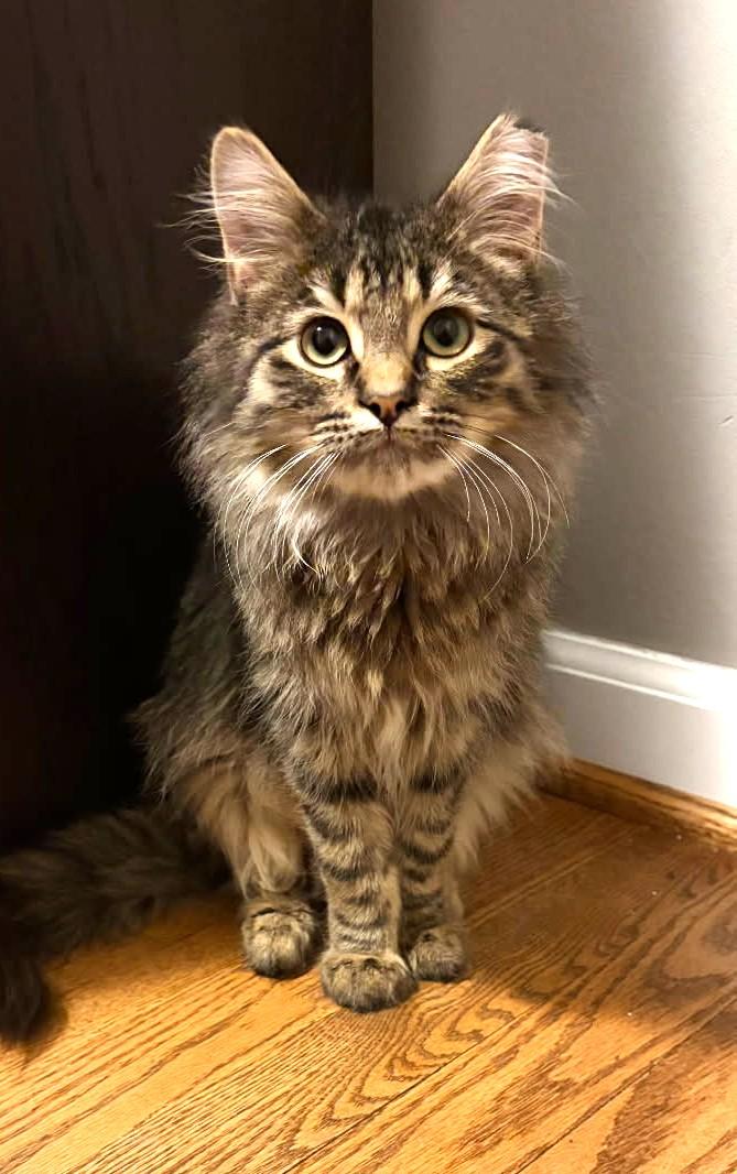 Joey (Maine Coon X), a Adoptable mixed breed in Ypsilanti, MI image 1/6