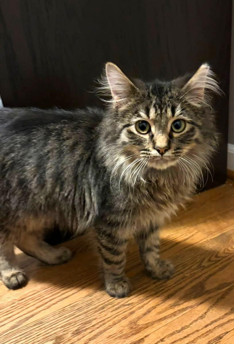 Joey (Maine Coon X), a Adoptable mixed breed in Ypsilanti, MI image 2/6