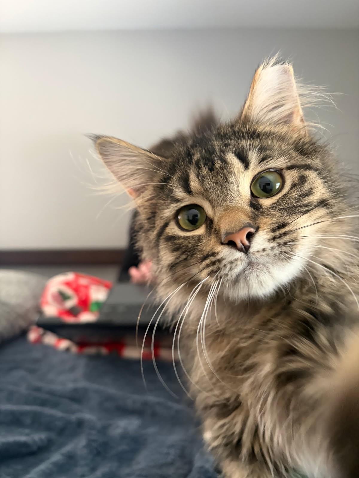 Enlarge Joey    (Maine Coon X), an adopted mixed breed in Ypsilanti, MI image 1/6
