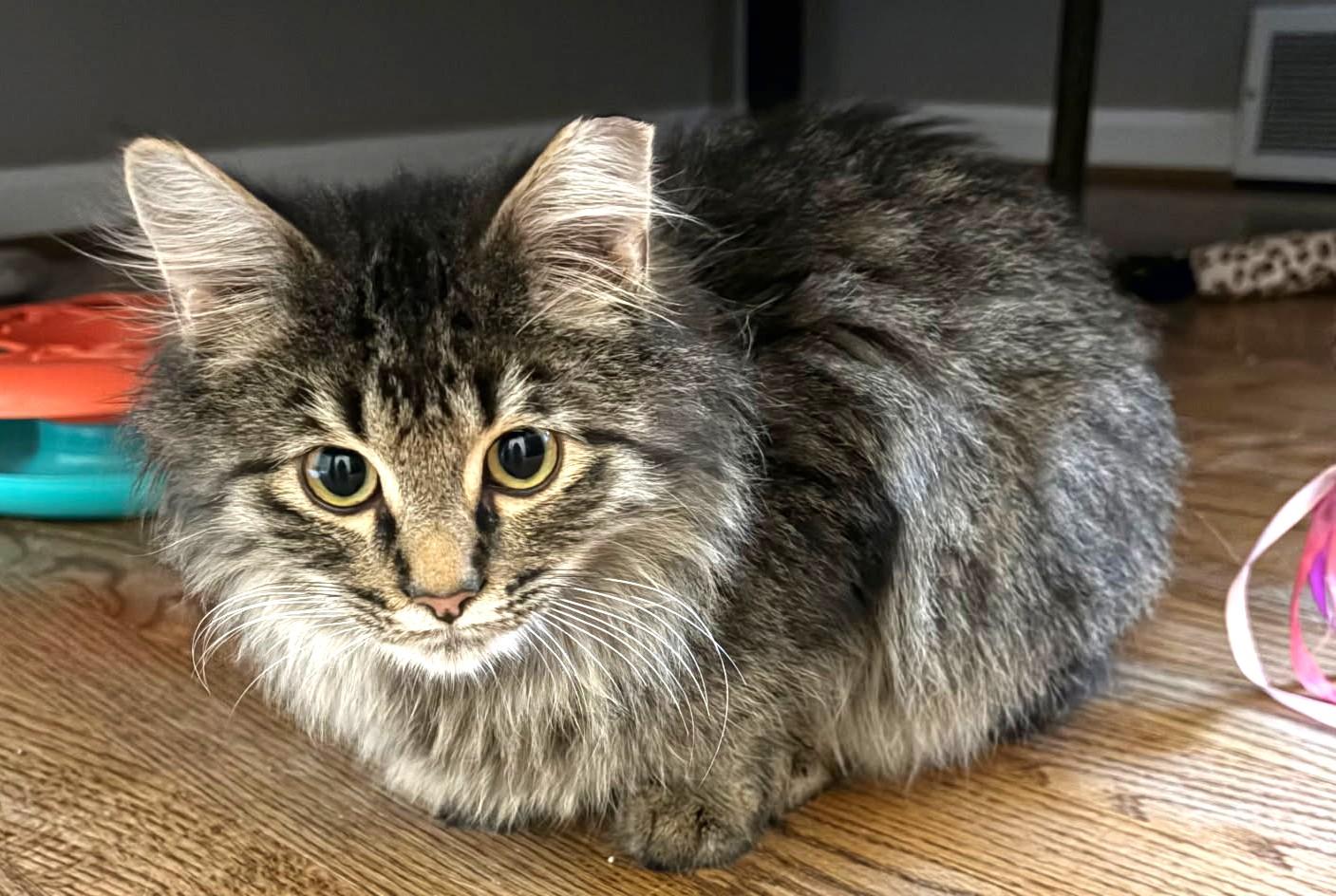 Joey (Maine Coon X), a Adoptable mixed breed in Ypsilanti, MI image 3/6