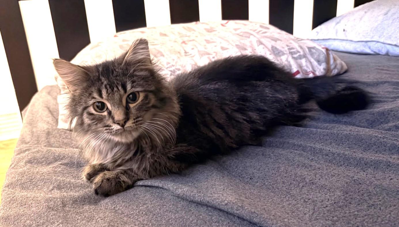 Enlarge Joey    (Maine Coon X), a Adoptable mixed breed in Ypsilanti, MI image 2/6