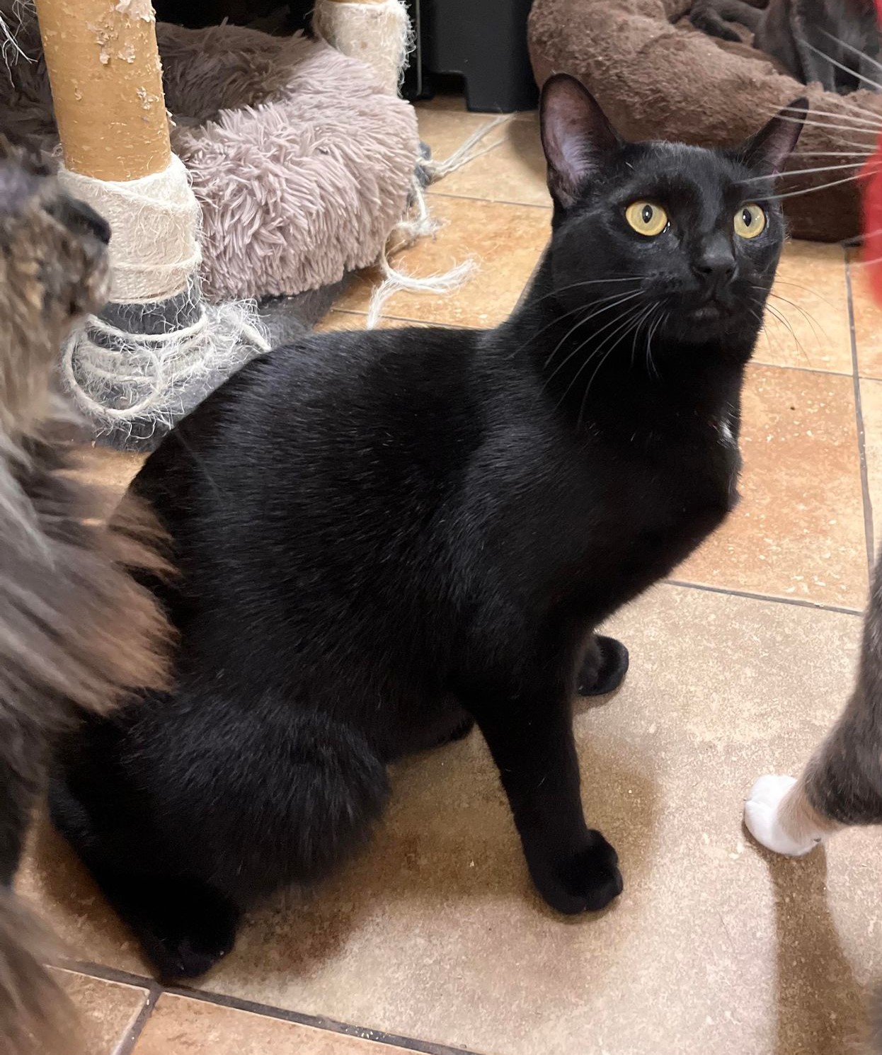 Enlarge CSI SARA SIDLE, a Adoptable mixed breed in HEMET, CA image 2/6