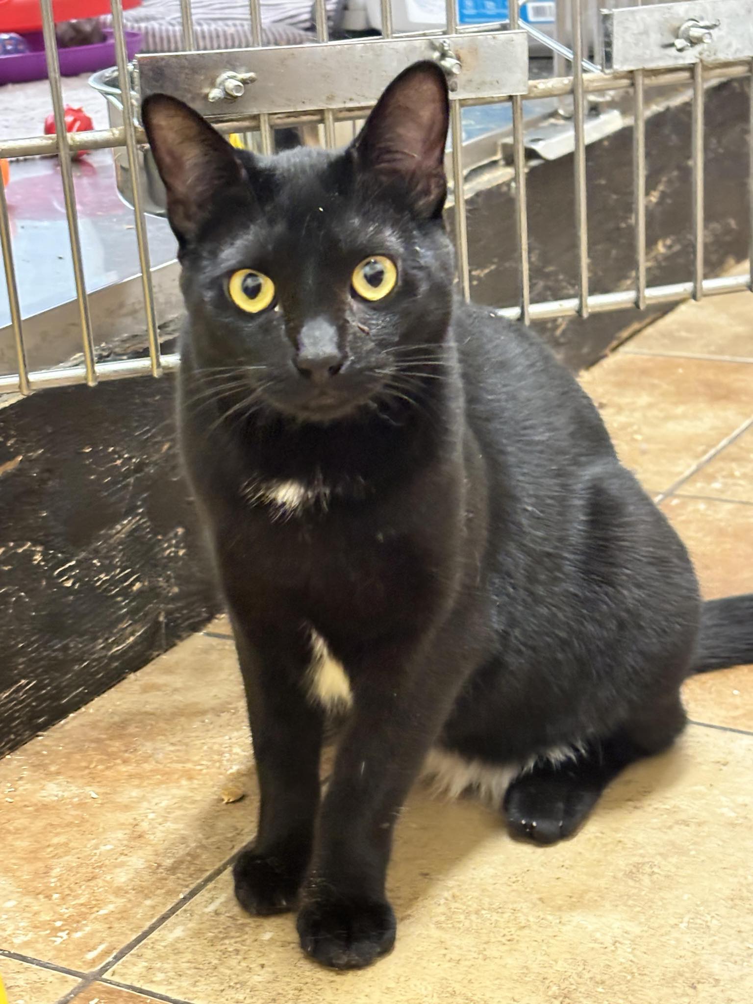 Enlarge CSI SARA SIDLE, a Adoptable mixed breed in HEMET, CA image 5/6