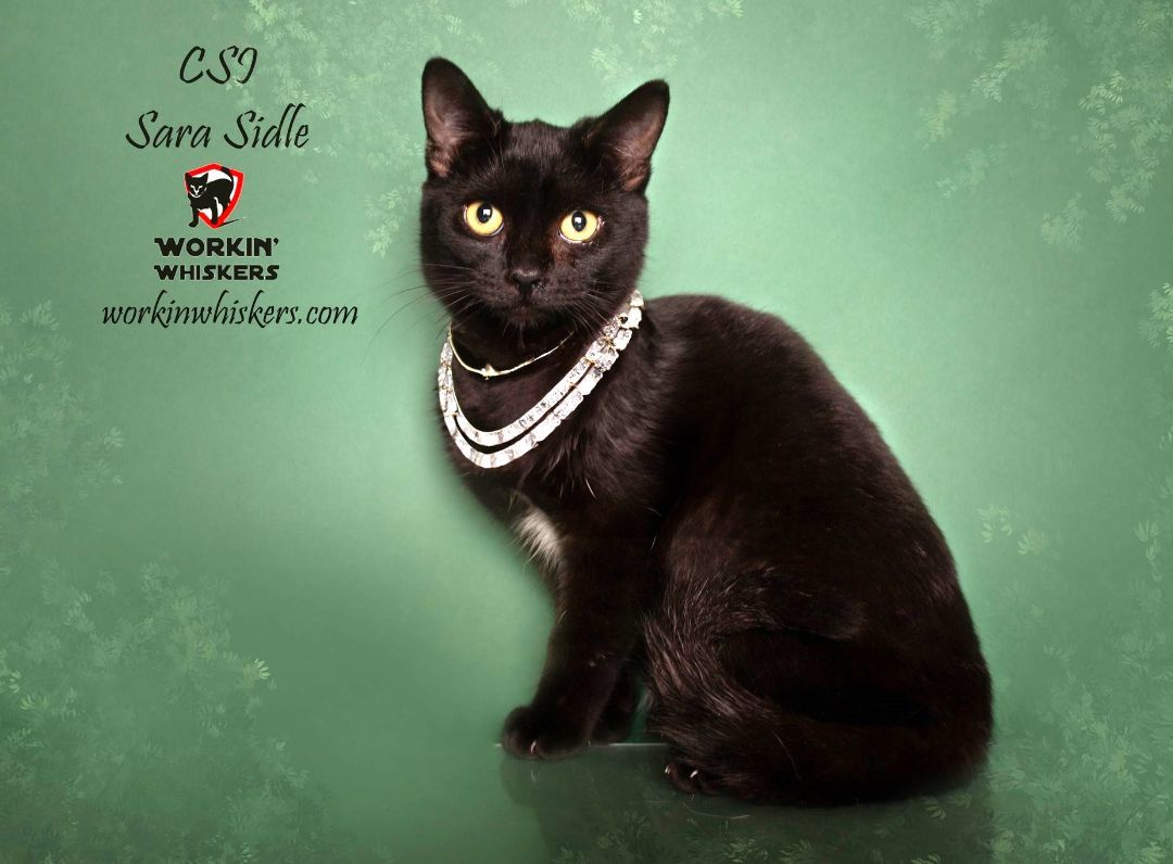 CSI SARA SIDLE, an adoptable Bombay, Tuxedo in HEMET, CA, 92544 | Photo Image 3