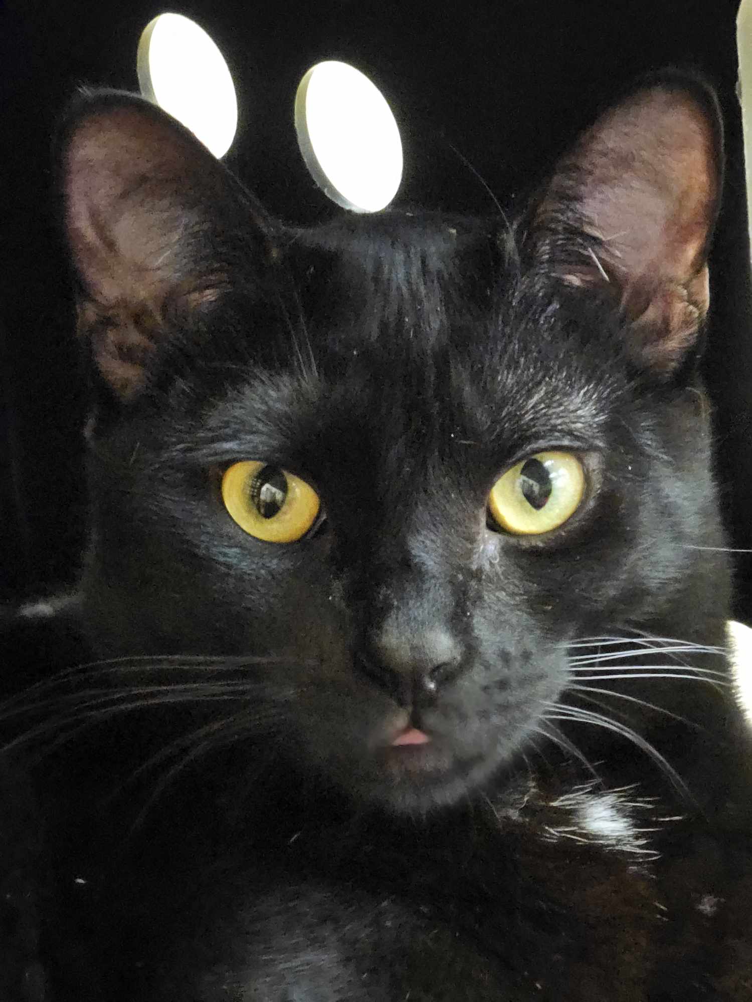 CSI SARA SIDLE, an adoptable Bombay, Tuxedo in HEMET, CA, 92544 | Photo Image 4