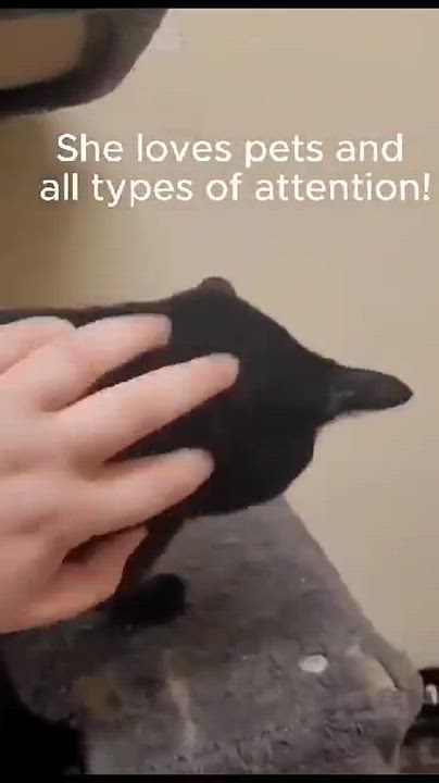 Enlarge CSI SARA SIDLE, a Adoptable mixed breed in HEMET, CA video 6/6