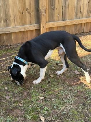 Enlarge Storm, a Adoptable mixed breed in Cumming, GA image 1/3