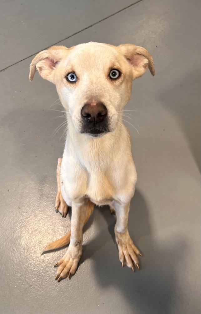 Joe, Adopted, Young Male Husky & Labrador Retriever.
