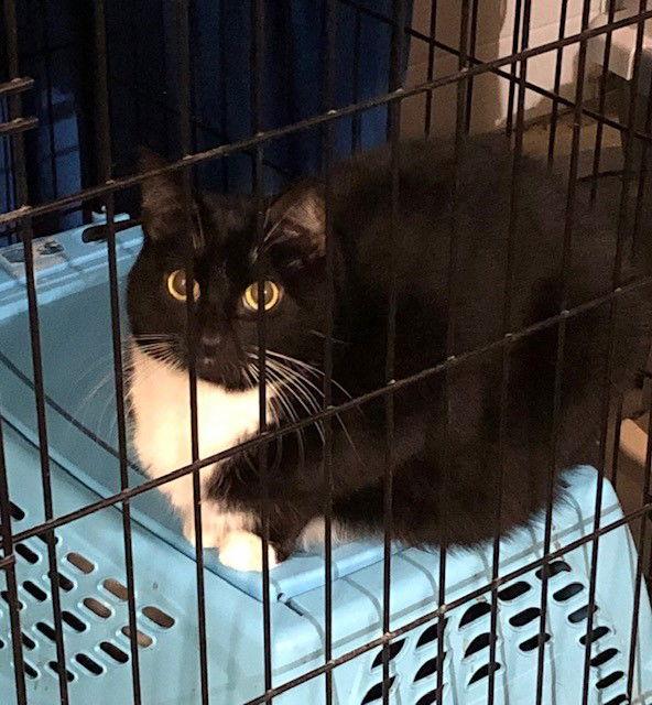 Alexa-(Working Cat), Adoptable, Young Female Domestic Short Hair.