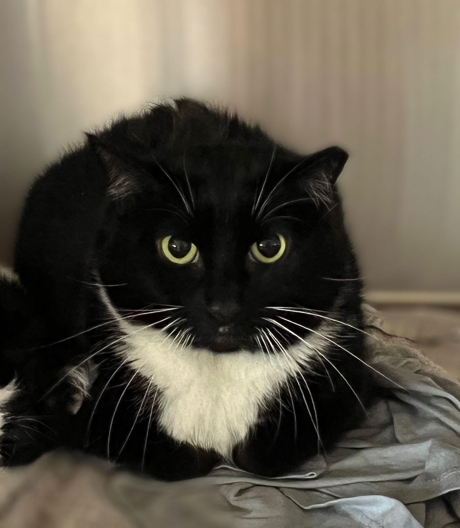 Enlarge Alexa-(Working Cat), a Adoptable Domestic Short Hair in Furlong, PA image 2/2