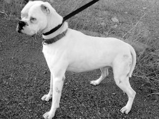 Buford, an adoptable Boxer in Anaconda, MT, 59711 | Photo Image 2