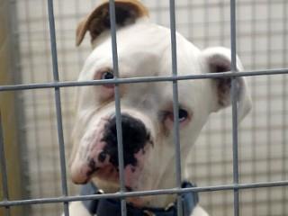 Buford, an adoptable Boxer in Anaconda, MT, 59711 | Photo Image 3