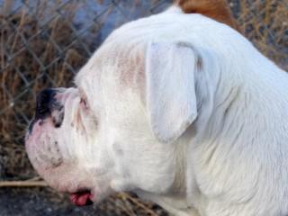 Buford, an adoptable Boxer in Anaconda, MT, 59711 | Photo Image 4