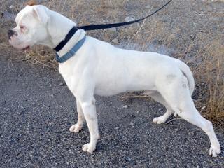 Buford, an adoptable Boxer in Anaconda, MT, 59711 | Photo Image 5