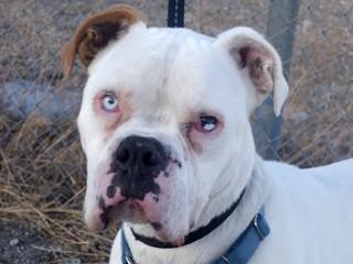 Buford, an adoptable Boxer in Anaconda, MT, 59711 | Photo Image 1