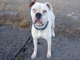 Buford, an adoptable Boxer in Anaconda, MT, 59711 | Photo Image 6