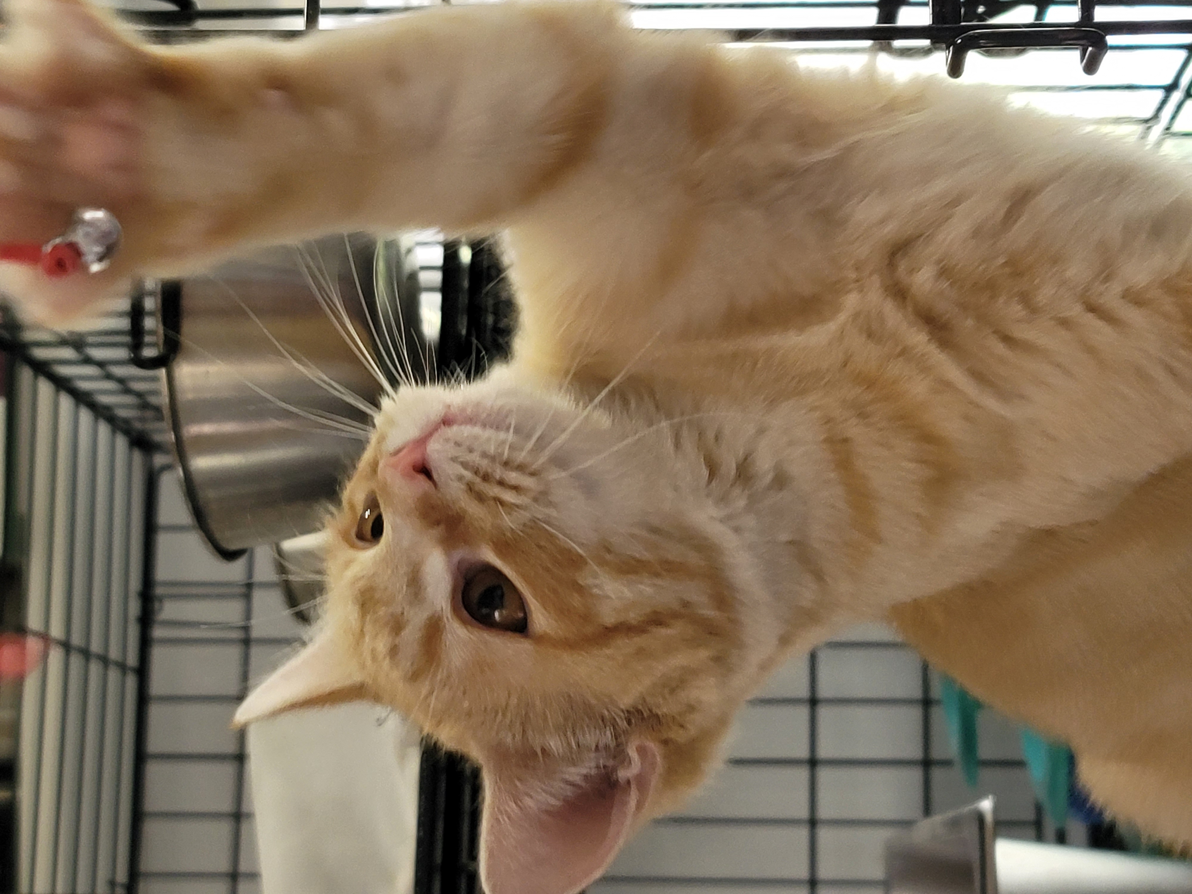 Rudy 6430, Young Male Tabby