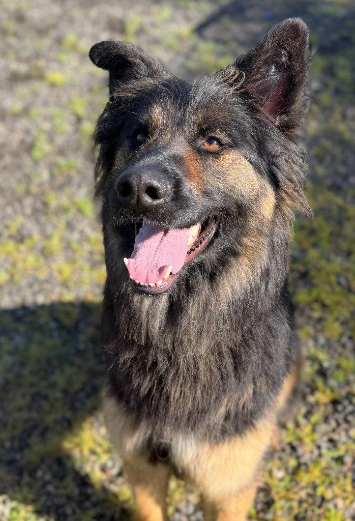 Zuri, Adoptable, Adult Female German Shepherd Dog.