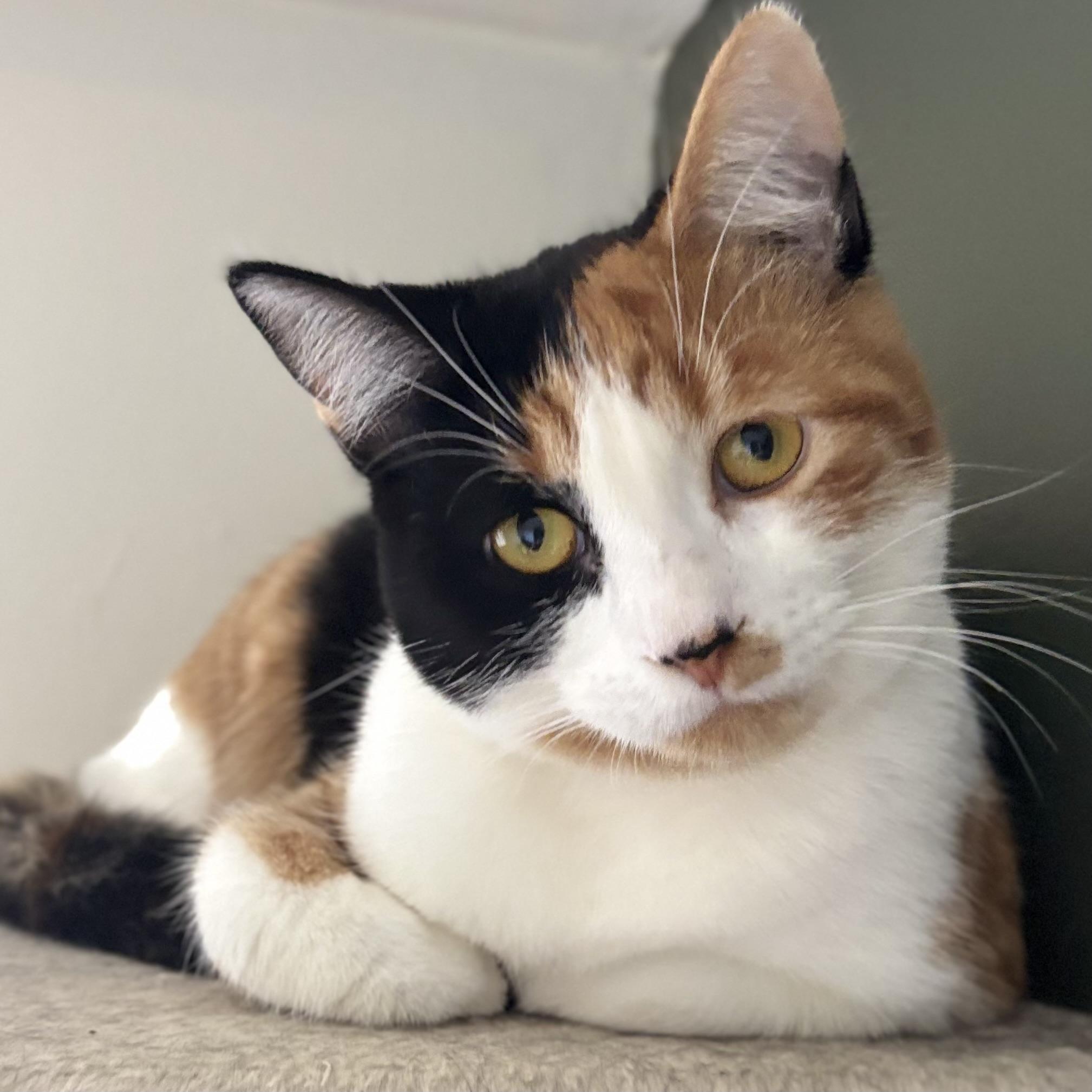 Cali, adoptable, Young Female Domestic Short Hair.