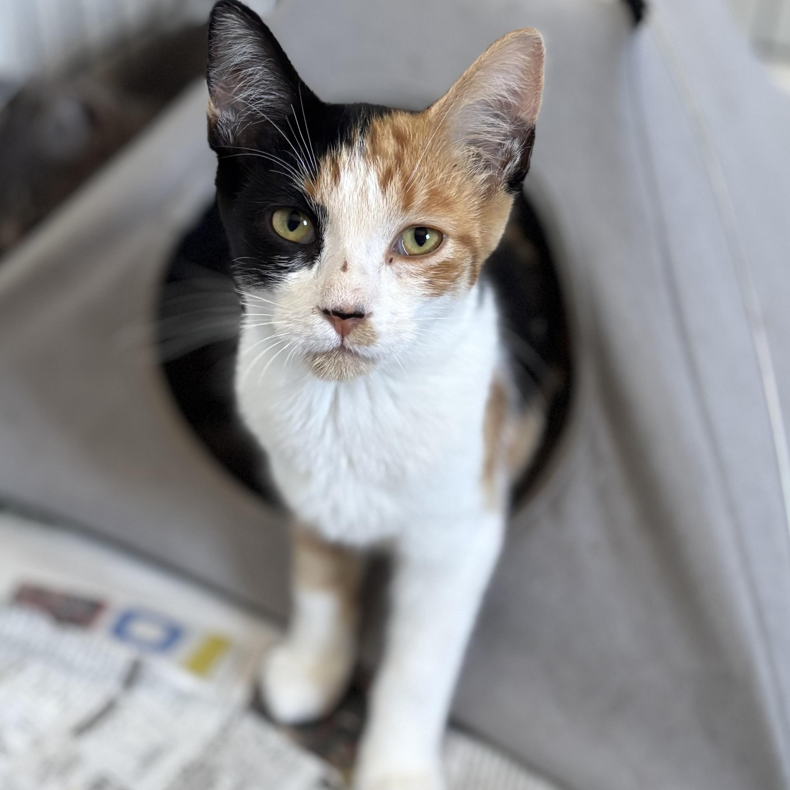 Cali, adoptable, Young Female Domestic Short Hair.