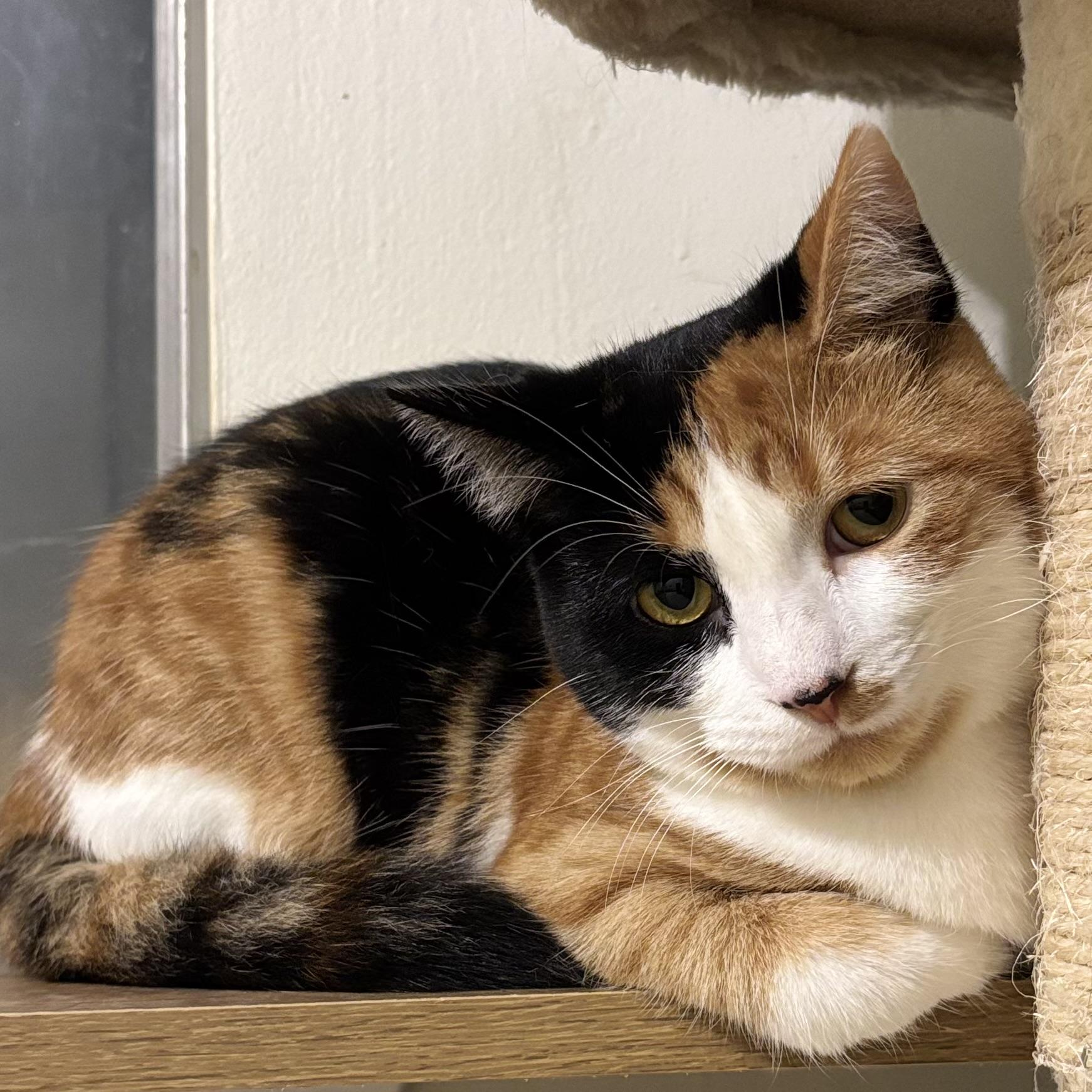 Enlarge Cali, an adoptable Domestic Short Hair in Pickering, ON image 2/6