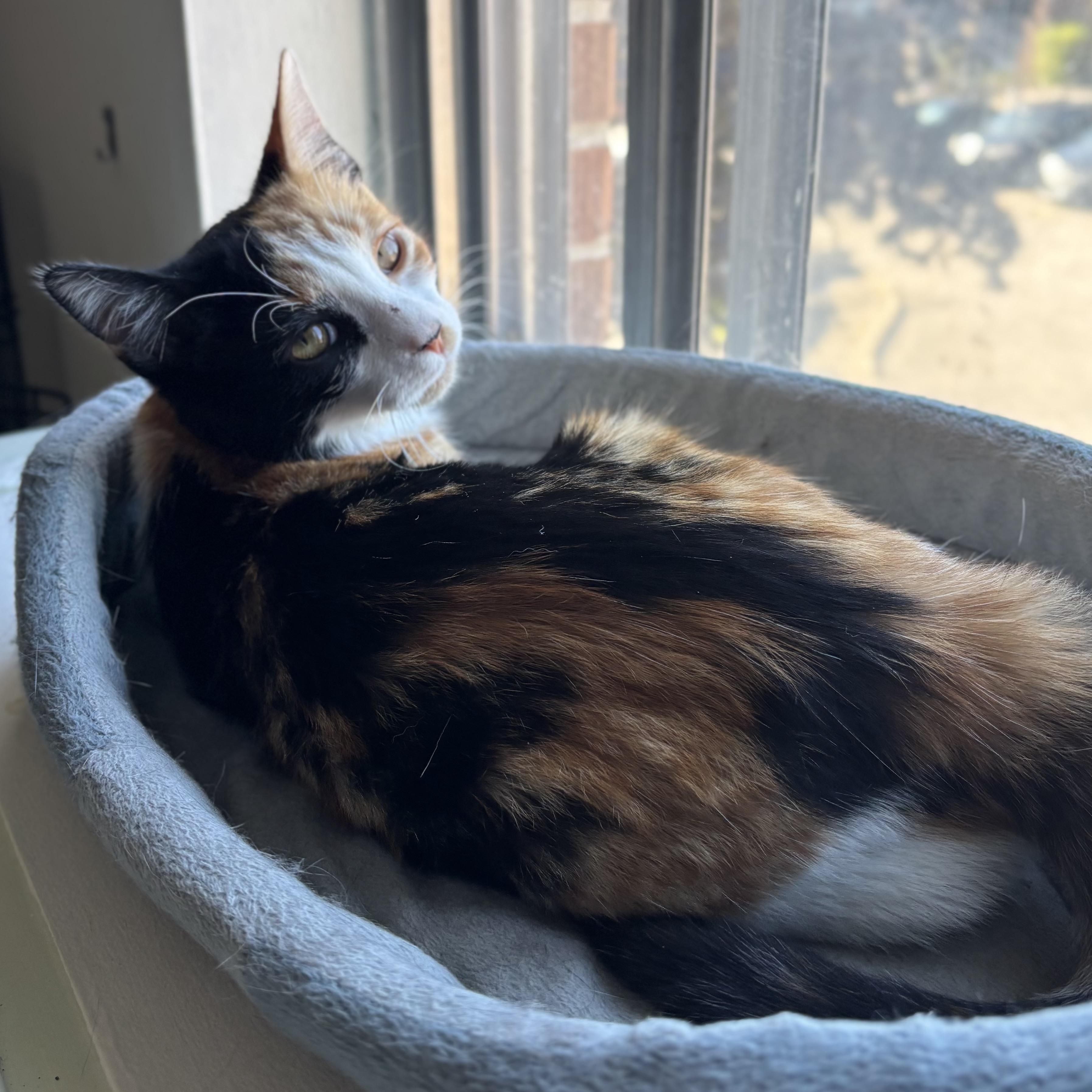 Enlarge Cali, an adoptable Domestic Short Hair in Pickering, ON image 6/6