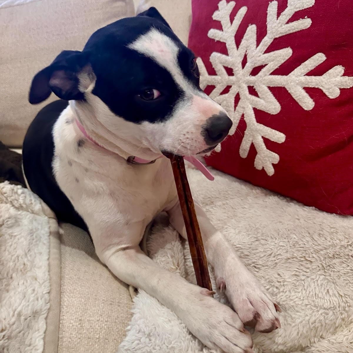 Enlarge Brooke, an adopted mixed breed in Pennington, NJ image 3/4