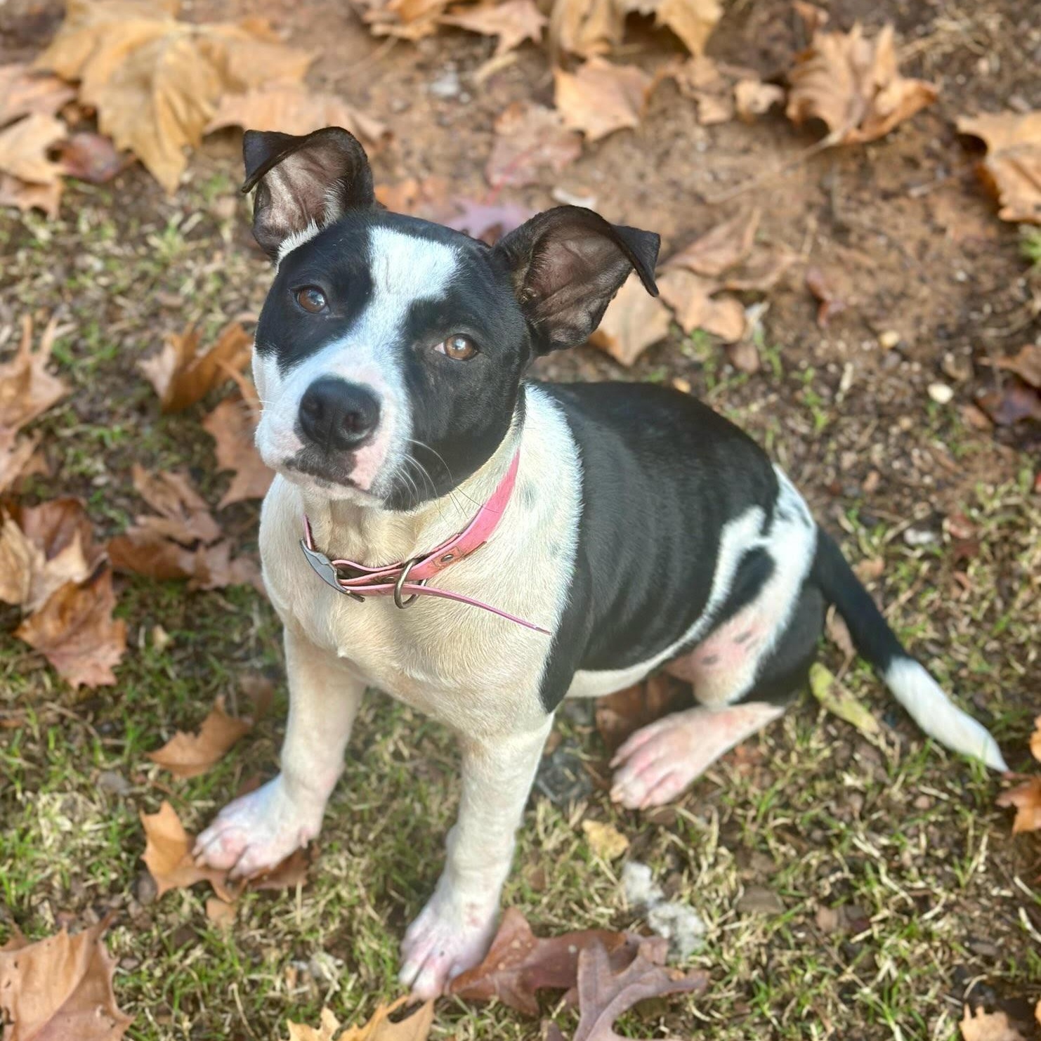 Enlarge Brooke, an adopted mixed breed in Pennington, NJ image 2/4