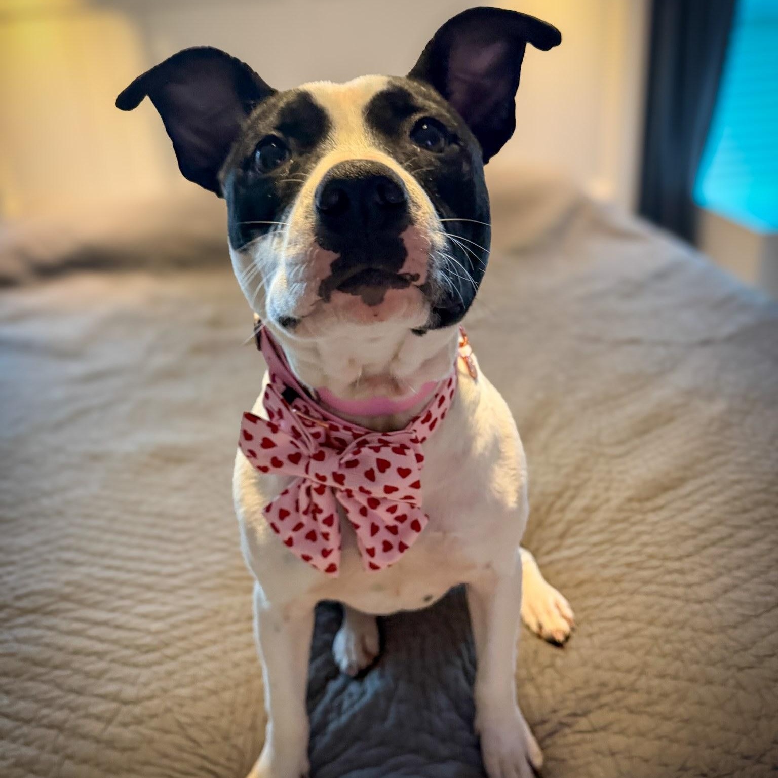 Enlarge Brooke, an adopted mixed breed in Pennington, NJ image 1/4