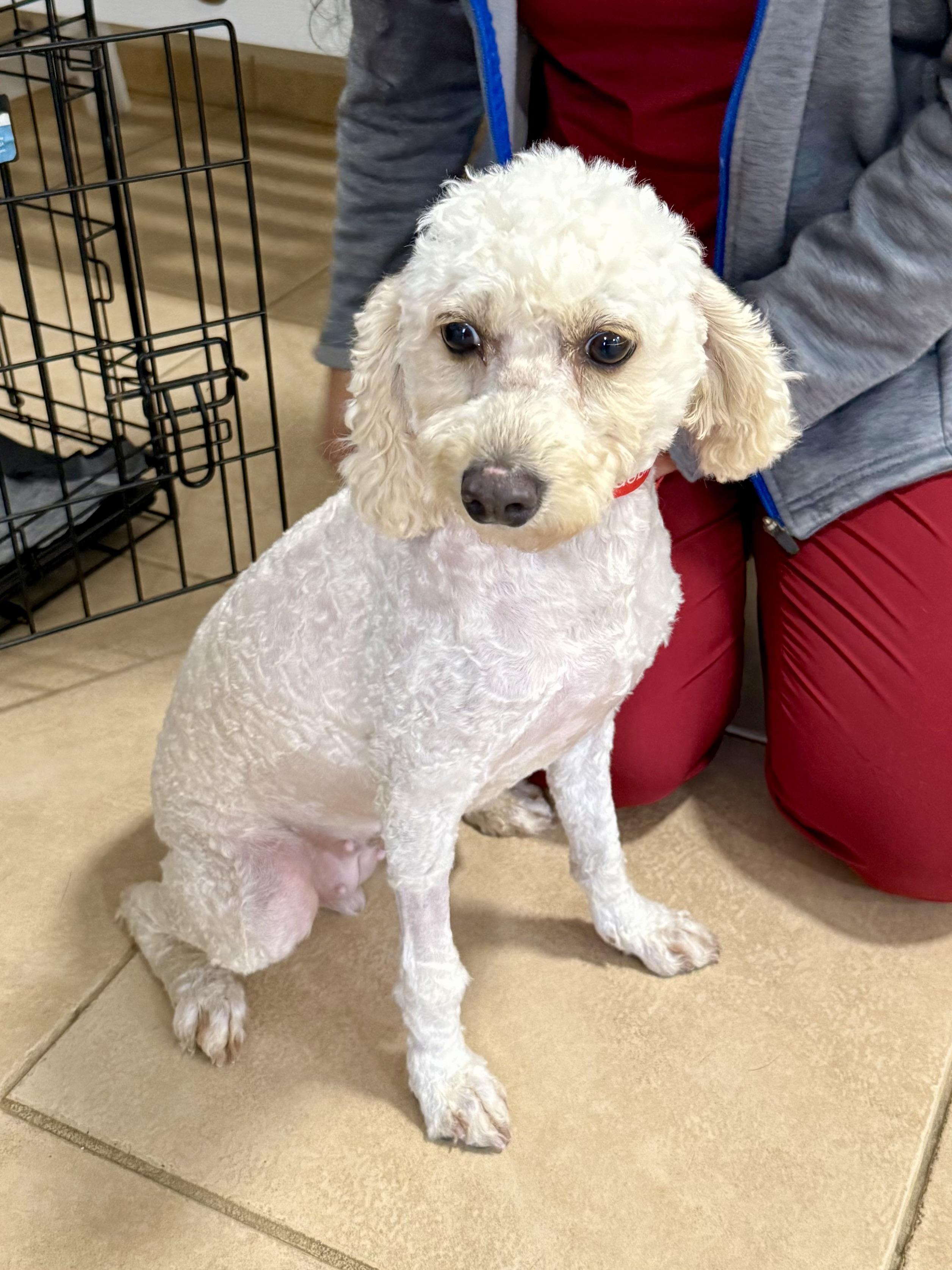 Enlarge Mini Poodle Elo Hypoallergenic , an adopted Miniature Poodle in Boca Raton, FL image 3/6