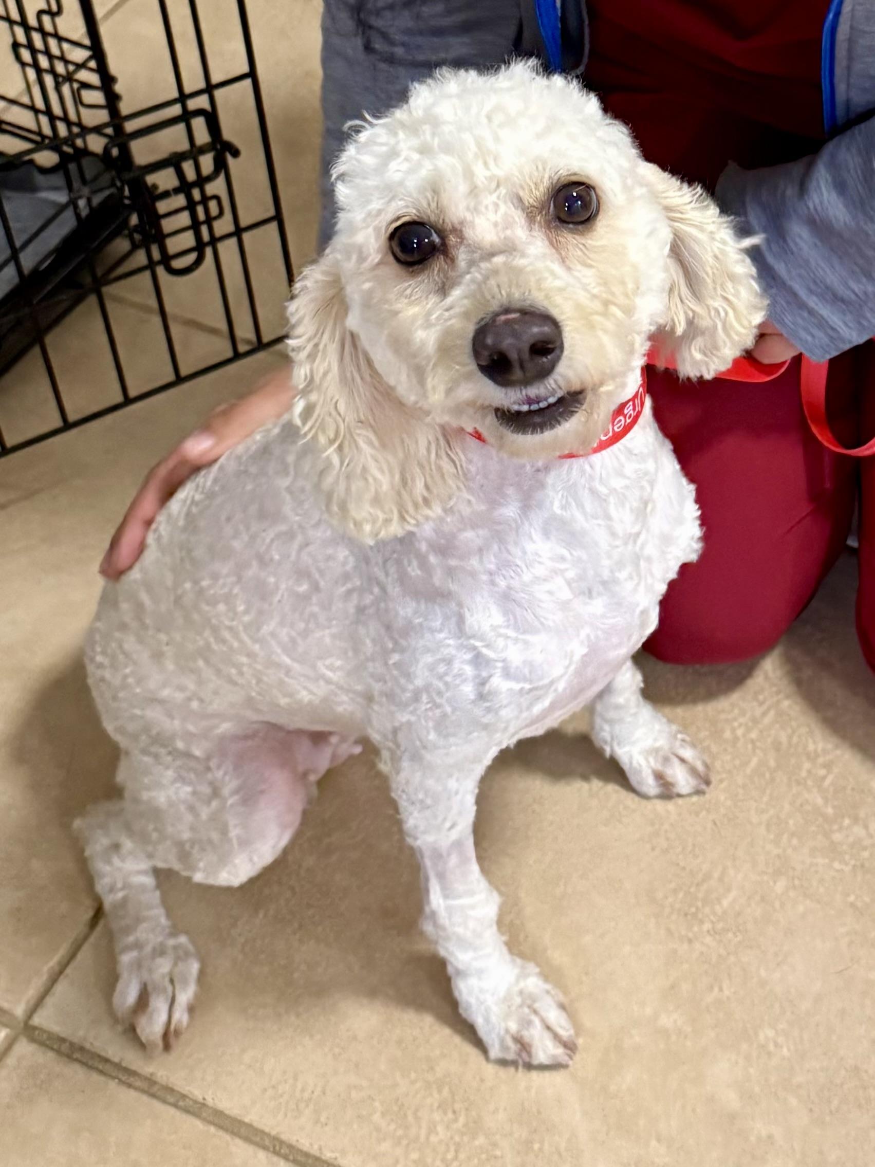 Enlarge Mini Poodle Elo Hypoallergenic , an adopted Miniature Poodle in Boca Raton, FL image 5/6