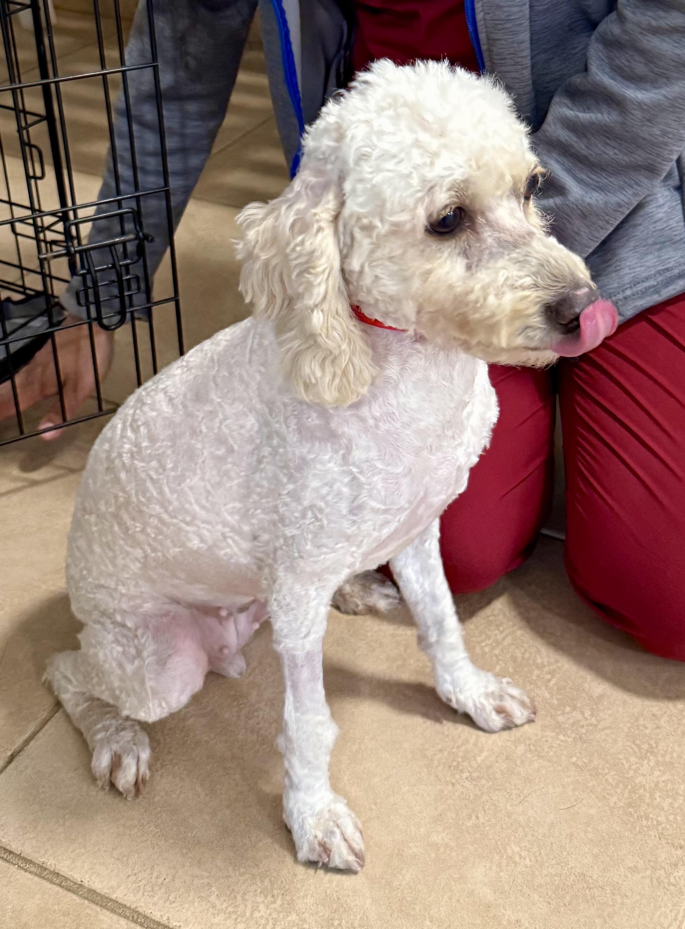 Enlarge Mini Poodle Elo Hypoallergenic , an adopted Miniature Poodle in Boca Raton, FL image 4/6