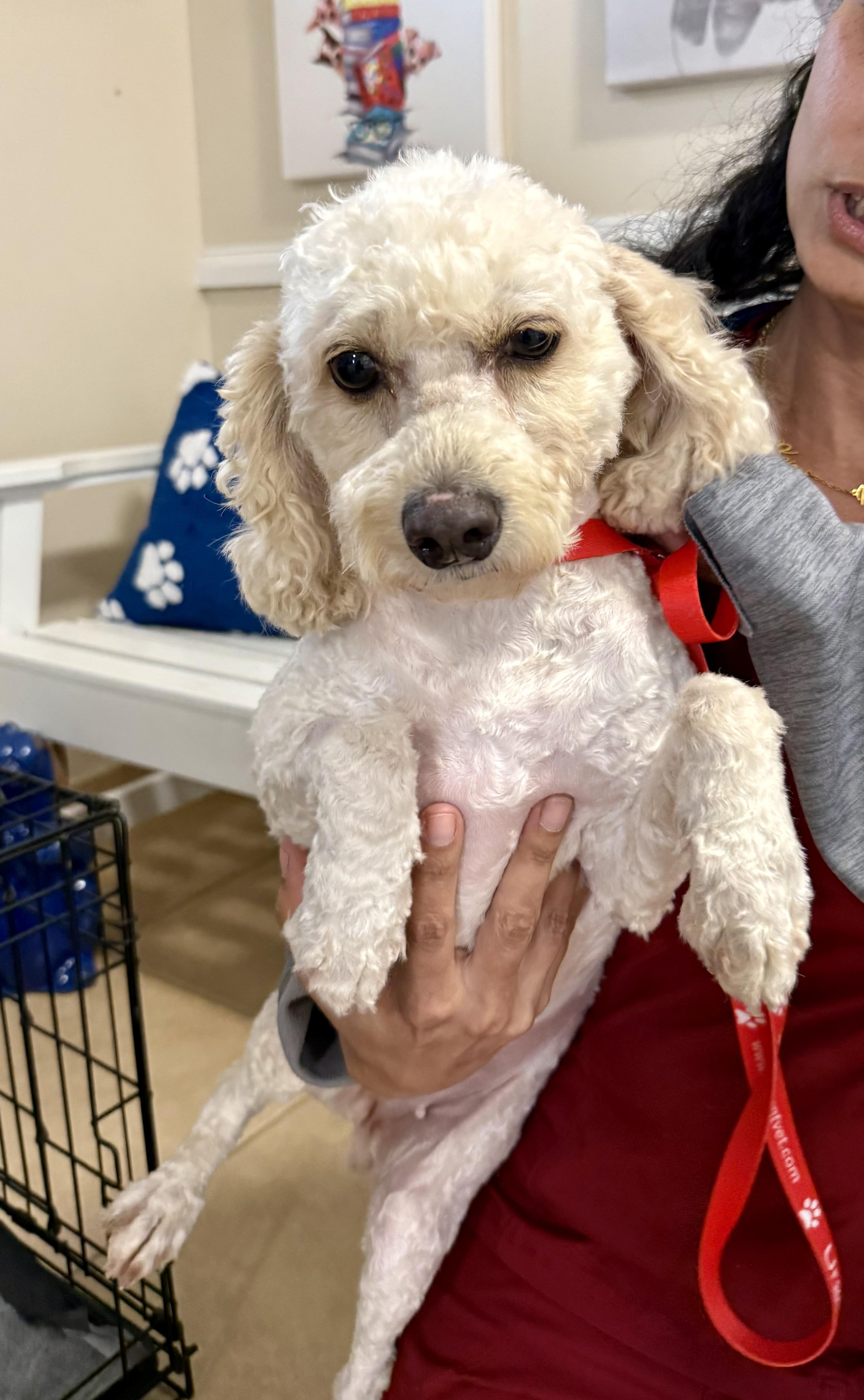 Enlarge Mini Poodle Elo Hypoallergenic , an adopted Miniature Poodle in Boca Raton, FL image 2/6