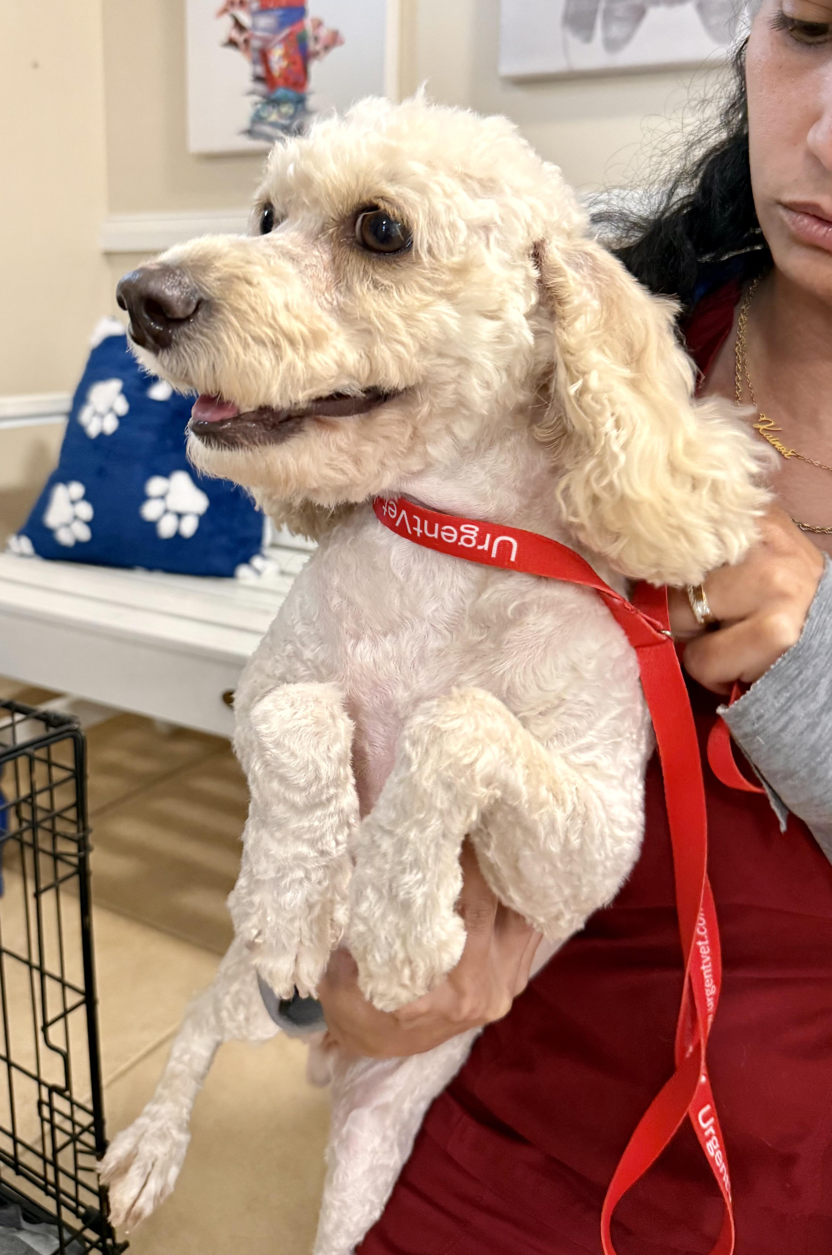 Enlarge Mini Poodle Elo Hypoallergenic , an adopted Miniature Poodle in Boca Raton, FL image 1/6