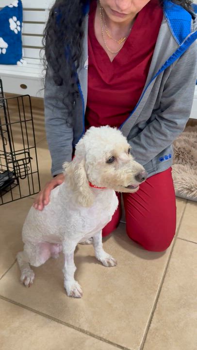 Enlarge Mini Poodle Elo Hypoallergenic , an adopted Miniature Poodle in Boca Raton, FL video 6/6