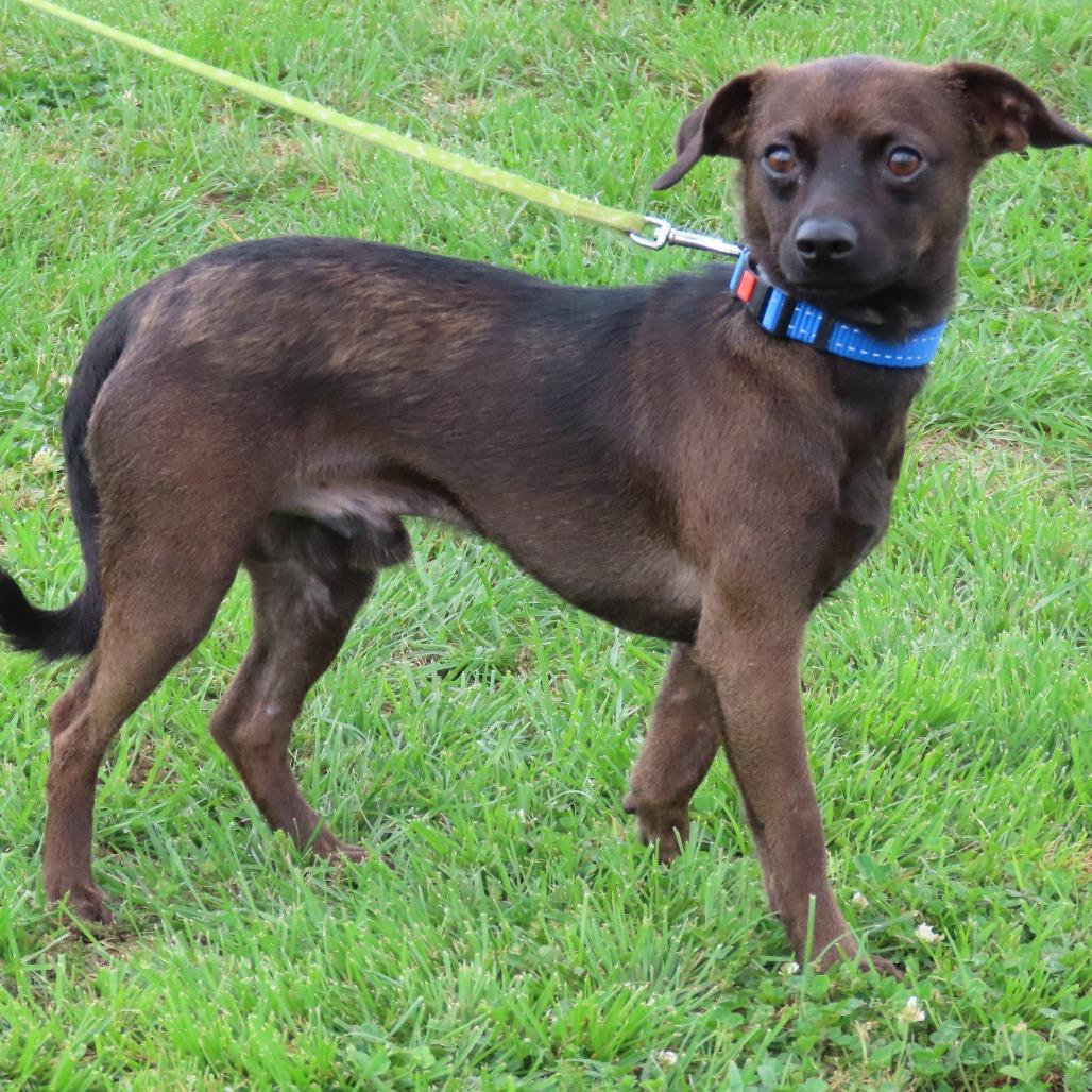 Roar, Adoptable, Adult Male Chihuahua.