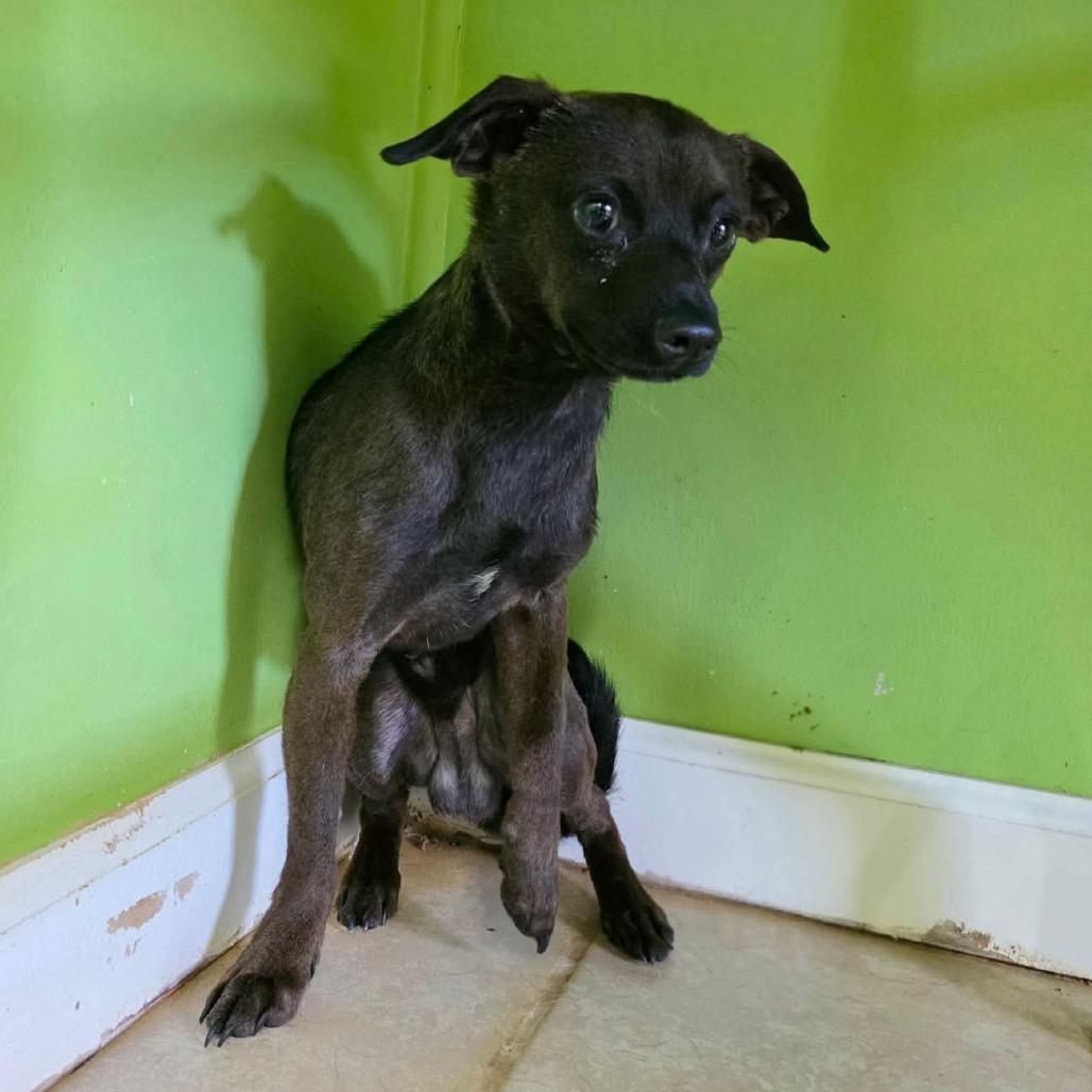 Roar, a Adoptable Chihuahua in Jackson, MO image 2/6
