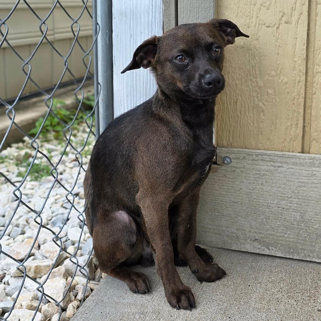 Roar, a Adoptable Chihuahua in Jackson, MO image 3/6