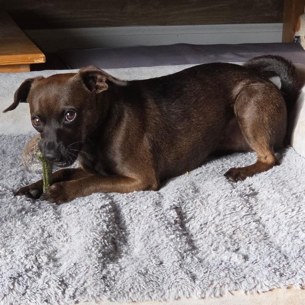 Enlarge Roar, a Adoptable Chihuahua in Jackson, MO image 4/6