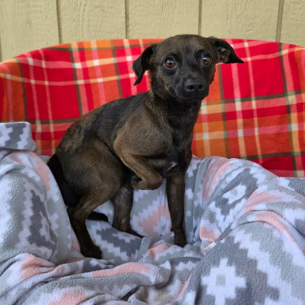 Roar, a Adoptable Chihuahua in Jackson, MO image 4/6
