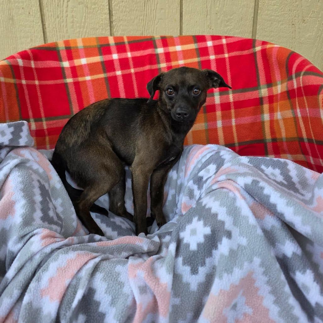 Roar, a Adoptable Chihuahua in Jackson, MO image 5/6