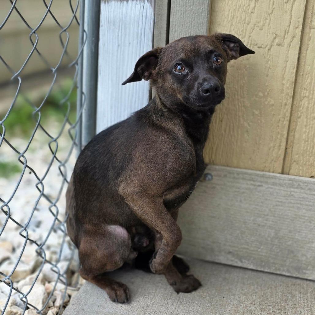 Roar, a Adoptable Chihuahua in Jackson, MO image 6/6