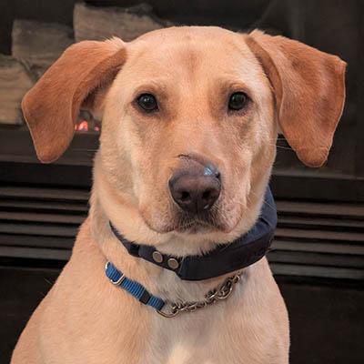 Enlarge Jake, a Adoptable mixed breed in Asheville, NC image 4/5