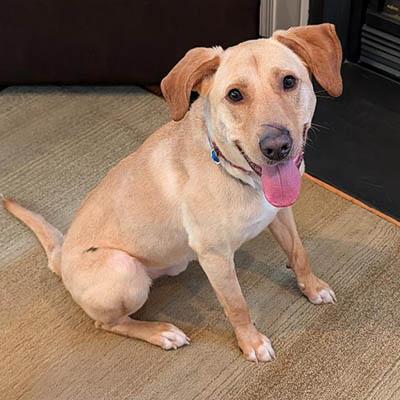 Enlarge Jake, a Adoptable mixed breed in Asheville, NC image 1/5