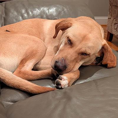 Enlarge Jake, a Adoptable mixed breed in Asheville, NC image 3/5